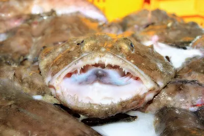 Морской черт с рыбой во рту Стоковое Фото - изображение насчитывающей  здорово, питание: 207587834