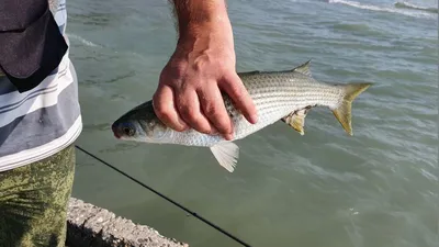 🐟 Купить кефаль в Москве, цена рыбы за 1 кг от 290 руб - интернет-магазин  Дикоед