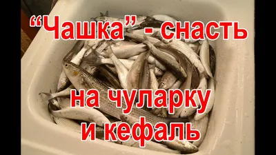 Краснодарский край #рекомендации #рыбалка #ловлятолстолобика #северски... |  TikTok