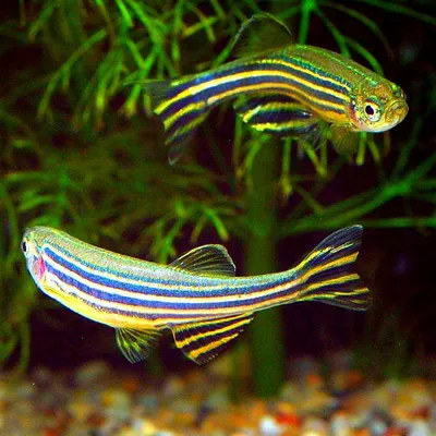 Данио рерио ГлоФиш (Danio rerio GloFish) 5 | Фотография