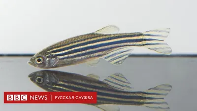 Данио рерио (GloFish) Зеленый светящийся - купить в интернет-магазине Лавка  Аквариумиста