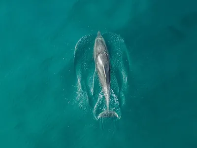 Бесплатное изображение: рыба, Дельфин, водный, подводный, море, океан,  животных