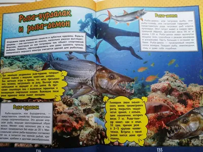 сатаноперка Демон - Продаю - Форум Cichlids.RU