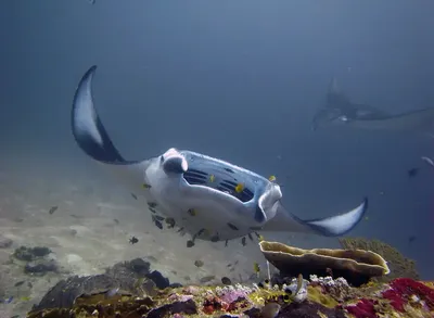 Рыба Удильщик - Монстр из морских глубин. Морской чёрт. Глубоководное  чудовище. - YouTube