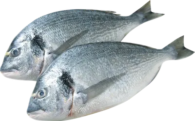 Чем хороша рыба дорадо: полезные свойства - Frost-Fish