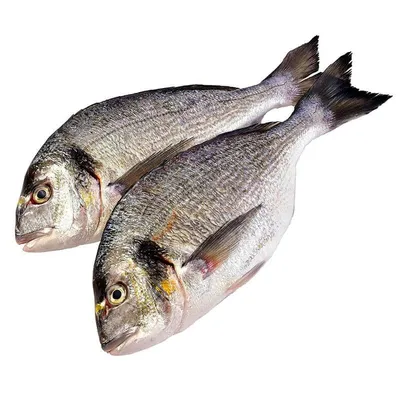Рыба дорадо: состав, свойства, правила выбора и способы хранения