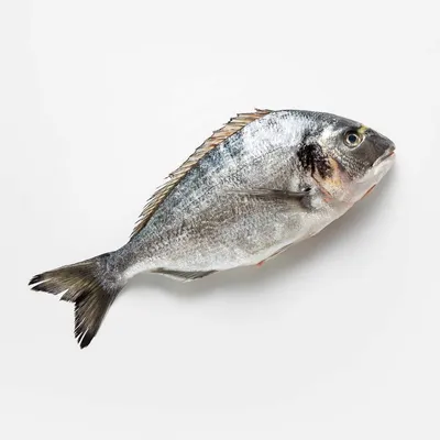 Сибас и дорадо: в чем разница и какая рыба вкуснее? | ВКонтакте