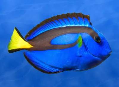 Голубой хирург рыбка из мультфильма Немо!