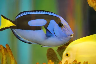 Голубой хирург рыбка из мультфильма Немо!