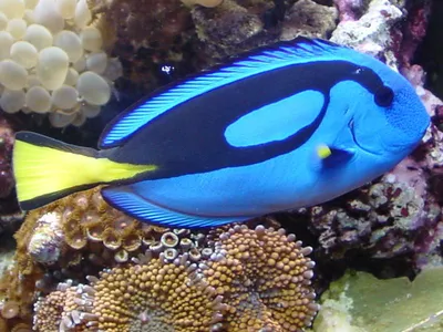 Коралловые рифы в опасности. Голубая рыбка-хирург Дори спешит на помощь  [видео] | ShareAmerica