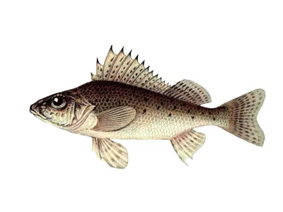 Ерш обыкновенный (Gymnocephalus cernuus) | FishingBY.com