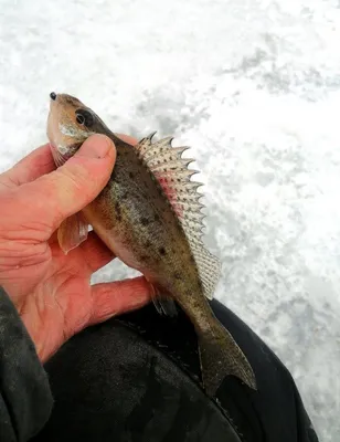 Морской ёрш (Скорпена), Марокко, 1 кг