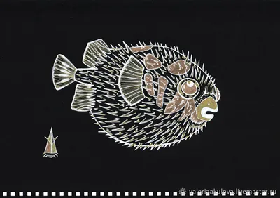 Рыба-ёж Пузырь – трепетный друг Немо | Аквариумы, рыбки и все для них | Дзен