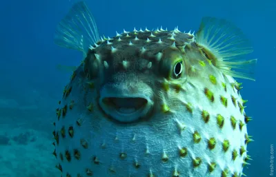 Как выглядит рыба-шар (фугу)? Фото и интересные факты | Animais, Fotos
