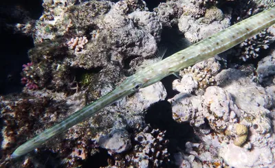 Рыба-флейта или флейторыл (лат. Aulostomus maculatus) – Интересные животные