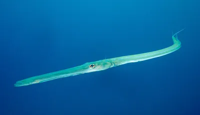 Рыба-флейта — Cornetfish (лат. Fistularia), Красное море ⋆ Фотографии ⋆  Путешествия с Fresh Trip