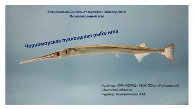 Флейта Труба Рыбы Крупным Планом Симиланские Острова 20 2000е Море Таиланд  — стоковые фотографии и другие картинки Без людей - iStock