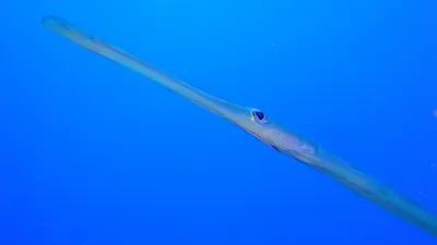 Севастопольский Морской Аквариум - ☝Удивительные подводные животные 🐠Рыба-раструб  Эта необычная рыба обитает на коралловых рифах, а излюбленное её  времяпровождения - зависнуть вертикально вверх головой. Это не только даёт  ей шанс замаскироваться под