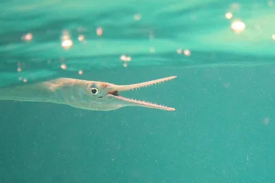 Рыба-флейта или флейторыл (лат. Aulostomus maculatus) – Интересные животные