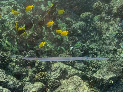 Smooth Cornetfish (fistularia Commersonii) Фотография, картинки,  изображения и сток-фотография без роялти. Image 4217339