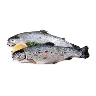 Рыба Форель - «Наисвежайшая икряная форель прямиком из Карелии! Как выбрать  рыбку с икрой? Как отделить ястыки от икринок? Как вкусно и быстро засолить  рыбку? Обо всём этом+мои рецепты)» | отзывы