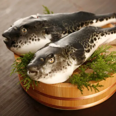 Рыба фугу: ядовитая загадка японской кухни