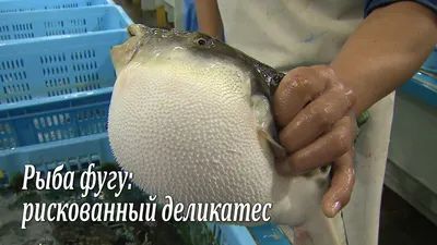 Рыба фугу: яд, красота, опасность» — создано в Шедевруме