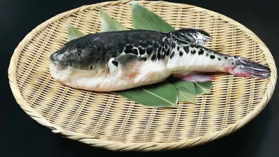 В водах Антальи зафиксировано нашествие ядовитых рыб фугу - Российская  газета