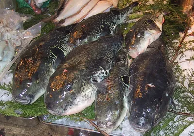 В японском городе объявили тревогу из-за рыбы фугу - BBC News Русская служба