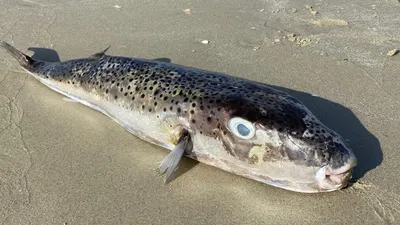 Рыба фугу: описание, где обитает, чем питается, сколько живет
