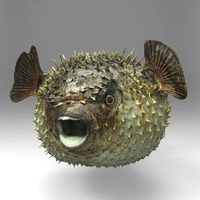 Рыба фугу: попробовать и остаться в живых