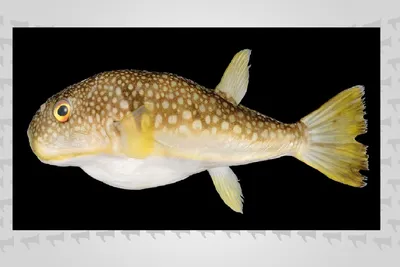 Смертельный яд рыбы фугу оказался для нее природным успокоительным - Наука  - ТАСС