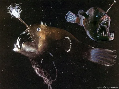 странная рыба глубоководная морская жизнь Стоковое Фото - изображение  насчитывающей снизу, рот: 268465442