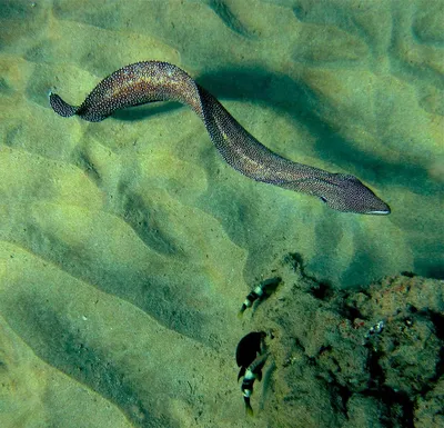 РЫБА-ГАДЮКА. Жуткий обитатель морских глубин. Зубастый монстр подводного  мира. Рыба-гадюка в деле. | KiloFact | Дзен