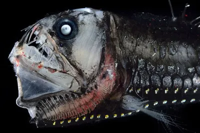 странная рыба глубоководная морская жизнь Стоковое Изображение -  изображение насчитывающей миролюбивый, глубоко: 268465445