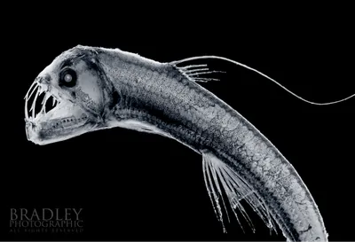 Гигантская рыба-гадюка выползает из …» — создано в Шедевруме