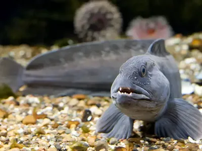 Рыба гадюка» — создано в Шедевруме