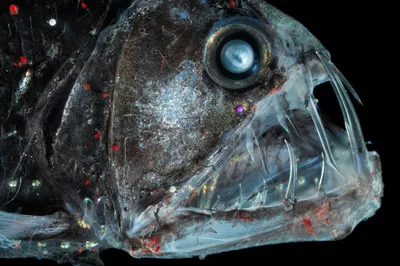 странная рыба глубоководная морская жизнь Стоковое Изображение -  изображение насчитывающей змеенжш, хищник: 268465431