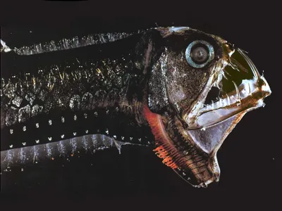 Рыба-гадюка глубоководное существо | Бесплатно векторы