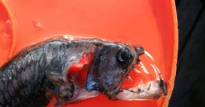 Голова рыбы-гадюки - фото и обои. Красивая картинка \"Голова рыбы-гадюки\" на  рабочий стол