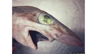 Гигантурида рыба глубоководная (70 фото) - красивые фото и картинки  pofoto.club