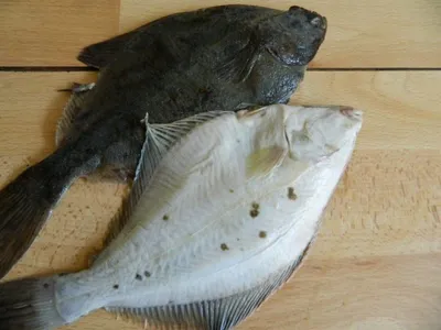 Рыбы Похожие На Камбалу Название И Фото – Telegraph
