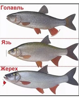 Рыба голавль - описание и фото - Заметки рыболова