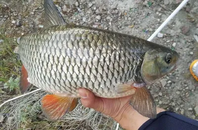 Squalius cephalus (Голавль обыкновенный) | ВСЕ О ПРЕСНОВОДНЫХ РЫБАХ