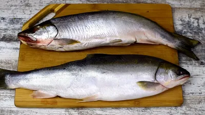 Рыба Свежемороженая Голец - «Отличная альтернатива дорогой семге, не  уступающая ей по вкусу, за меньшие деньги» | отзывы