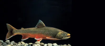 Полезнейшая свежая рыба голец 👍 | Instagram