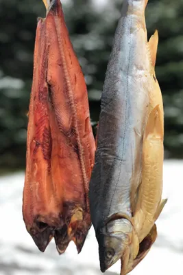 Арктический голец в Квебеке | Рыбалка в Монреале и окрестностях