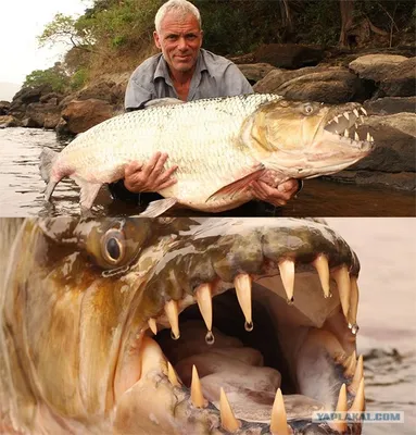 Тигровая рыба Голиаф: Африканская мегапиранья, пожирающая крокодилов
