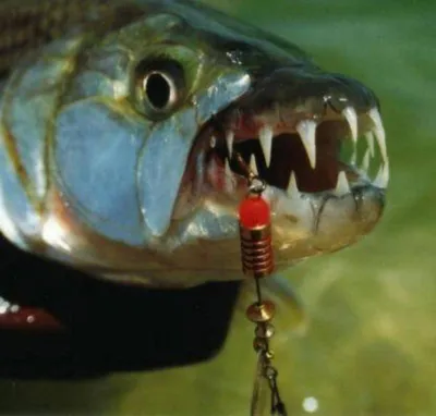 ВЕСТИ on X: \"Кровожадная рыба Голиаф имеет 32 огромных зуба, обитает в  пресноводных водах, и может напасть даже на крокодила.  https://t.co/4YSe2DsLhR\" / X