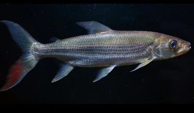 фальсифицированная рыба-тигр (Hydrocynus Goliath) 3D Модель $40 - .max -  Free3D